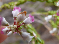 Erica articularis