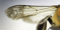 Andrena nitida