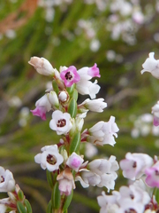 Erica articularis