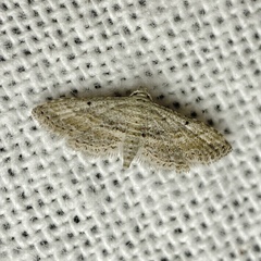 Araeopteron canescens