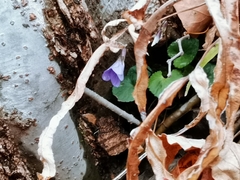 Viola selkirkii