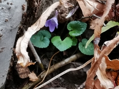 Viola selkirkii