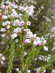 Erica articularis