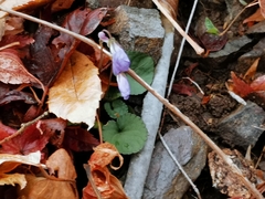 Viola selkirkii