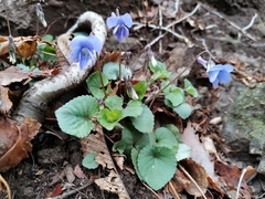 Viola selkirkii