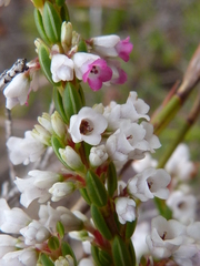 Erica articularis