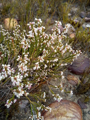 Erica articularis