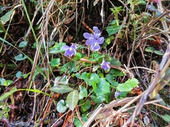 Viola selkirkii