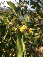 Laurus nobilis