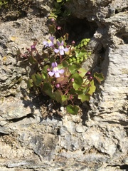 Cymbalaria muralis