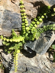 Asplenium trichomanes
