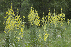 Verbascum songaricum