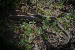 Pseudonaja affinis