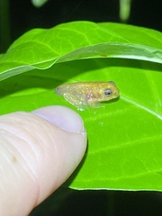 Ranoidea gracilenta