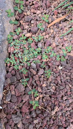 Euphorbia serpens image