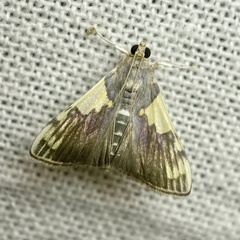 Rehimena cissophora