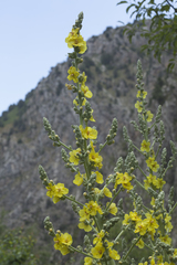 Verbascum songaricum