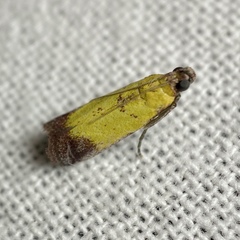 Nephopterix chryserythra