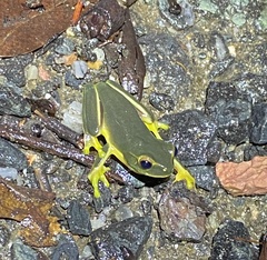 Ranoidea gracilenta