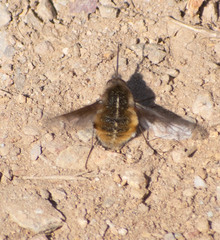 Bombylius analis