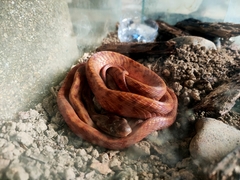 Boiga siamensis