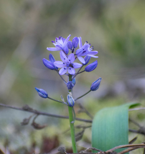 Single-Leaved Squill