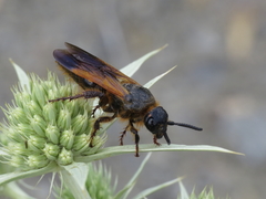 Scolia hortorum