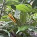 Chalcosia phalaenaria latifasciata - Photo (c) meyamaeha，保留部份權利CC BY-NC