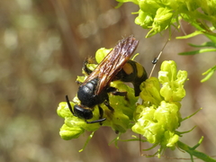 Scolia hortorum