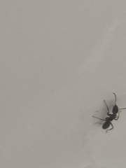 Tetramorium immigrans