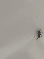 Tetramorium immigrans