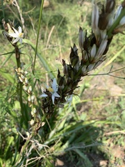 Chlorophytum bowkeri
