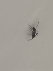 Tetramorium immigrans