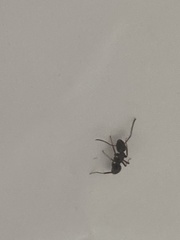 Tetramorium immigrans