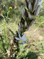 Chlorophytum bowkeri