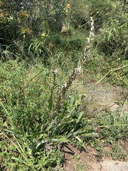 Chlorophytum bowkeri