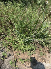 Chlorophytum bowkeri