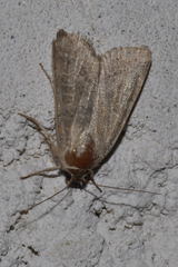 Hoplodrina blanda
