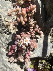 Sedum dasyphyllum
