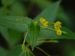 Impatiens dalzellii