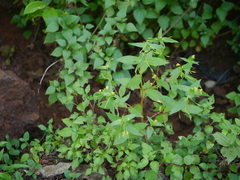 Impatiens dalzellii