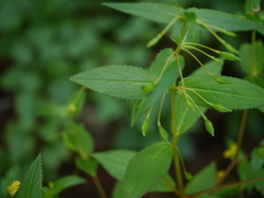 Impatiens dalzellii