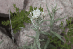 Anaphalis velutina