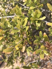 Quercus toumeyi