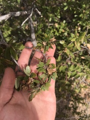 Quercus toumeyi
