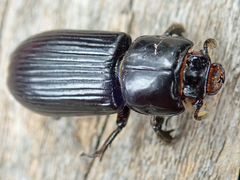 Aulacocyclus edentulus