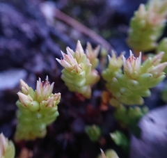 Sedum cespitosum