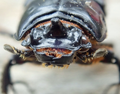 Aulacocyclus edentulus