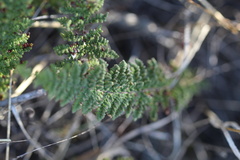 Cheilanthes contracta
