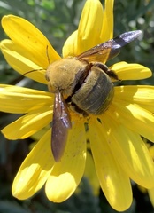 Xylocopa pubescens